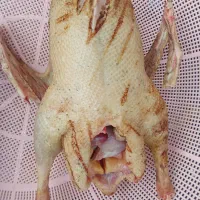 اردک و غاز محلی