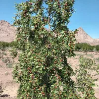 زرشک وعناب|حراج|فردوس (خراسان), |دیوار