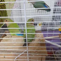 طوطی برزیلی