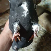 کفتر گمشده|حیوانات|رفسنجان, |دیوار