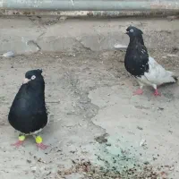 جفت کله سیاه با جوجه معاوضه