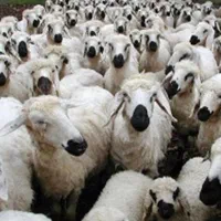 کل مناطق تهران گوسفند زنده بهداشتی گوشتی در محل|حیوانات مزرعه|تهران, اقدسیه|دیوار