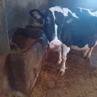 گاو|حیوانات مزرعه|کوهین, |دیوار