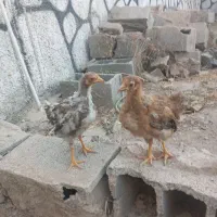 جوجه مرغ با جوجه کفتر|حیوانات مزرعه|پاکدشت, پاکدشت (مامازند)|دیوار