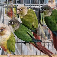 جوجه گرینچیک