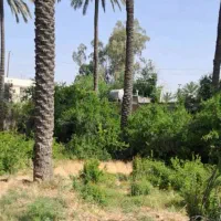 باغ-850-متری-کراده-خفر-با-6-درخت-نخل-ثمری