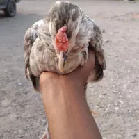 ....
