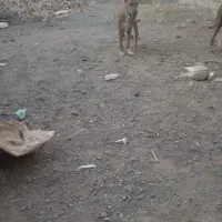 ماده درجه یک