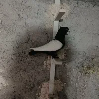 سینه سیاه|پرنده|مرودشت, بیست متری بیمارستان|دیوار