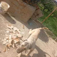 ماده سرابی