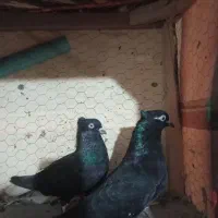 کفتر مقبول