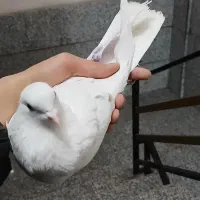 کفتر|حیوانات|پردیس, فاز ۱|دیوار