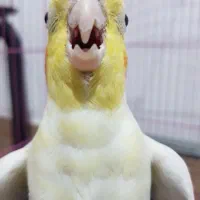 عروس هلندی|پرنده|قم, علی آباد سعدگان|دیوار