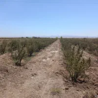 سه ساعت آب کشاورزی همراه با ۳۵۰نهال زرشک ۱۶ ساله|فروش دفتر صنعتی، کشاورزی، تجاری|سده (خراسان جنوبی), |دیوار