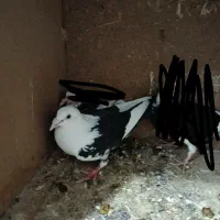 کفتر ابلغ|پرنده|چناران, |دیوار