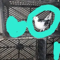 کفتر|حیوانات|اردبیل, |دیوار