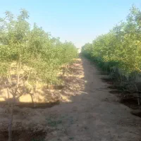 باغ-هزار-متری-میوه-پنج-ساله-با-آب-کشاورزی