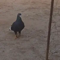 سلام