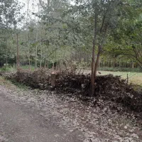 فروش زمین ۱۴۰۰ متری در گیلان صومعه سرا