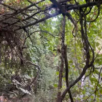 معاوضه خانه باغ سیرچ