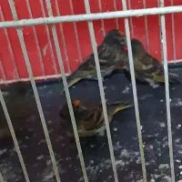 سهره گل سر قناری