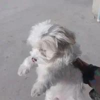 واگذاری سگ تزئینی|سگ|آباده, |دیوار