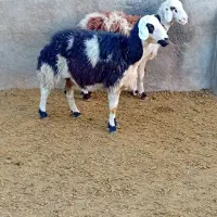 دوتا شیشک و دوتا بره ماده پلنگی