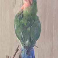 مجسمه|مجسمه، تندیس، ماکت|نیشابور, گنبد سبز|دیوار