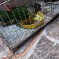 دو عدد جوجه گرینچک نرمه خور