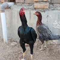 مرغ و خروس لاری|حیوانات مزرعه|سرپل ذهاب, |دیوار