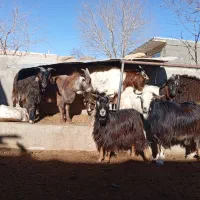 بزغاله چاق مناسب قربانی و نگهداری