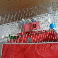 مرغ عشق|پرنده|رویان, |دیوار