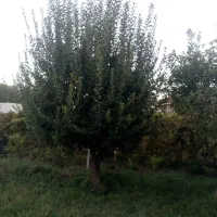 باغچه-الوان-متزاز-1ونیم-طناب