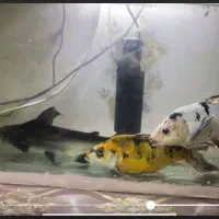 ماهی اکواریومی کوی سوپر باله