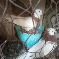 کبوتر رنگی