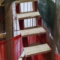 یه جفت گیرینچیک