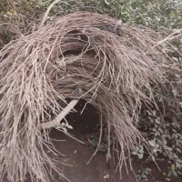 فروش سیخو دومتری|فروشگاه و مغازه|عنبرآباد, |دیوار