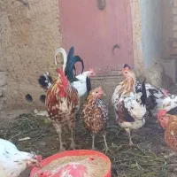 تخم نطفه دار گلین لری اصل