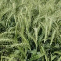 کود شیمیایی اوره