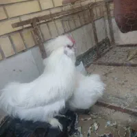 مرغ و خروس ابریشمی زیبا|حیوانات مزرعه|صدرا-فارس, فاز ۱|دیوار