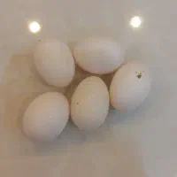 تخم کفتر موجود است