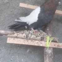 ۳عدد سینه‌ای چهل سانتی نر جوانه پا بلند|پرنده|میانه, |دیوار