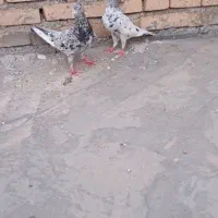 نروماده کوهی خال سیاه سرور.باماده سینه سیاه