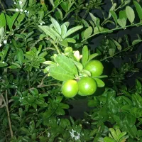 زمین-ویلا-باغ-500متری
