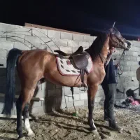 اسب عرب مصری
