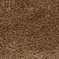 گندم ب شرط