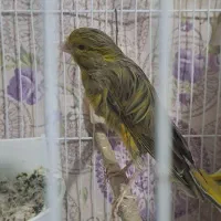 قناری جفت جیور وفر با جوجه هاشون|پرنده|مشهد, خواجه ربیع|دیوار