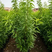 حراج نهال بادام ، الان بخرید، سال بعد برداشت کنید|گل و گیاه طبیعی|اشنویه, |دیوار