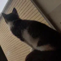 واگذاری رایگان|گربه|نجف‌آباد, امام خمینی|دیوار