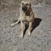 سگ گله واگذاری